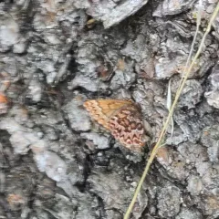 Western Pine Elfin thumbnail 4