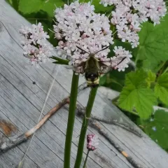 Rocky Mountain Clearwing thumbnail 2