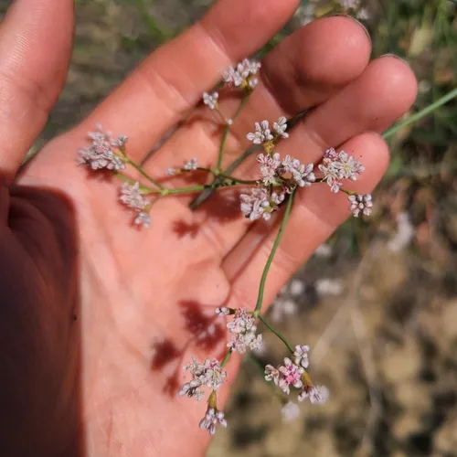 tall woolly wild buckwheat