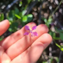 diamond clarkia thumbnail 3