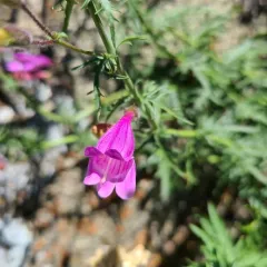 Richardson's Beardtongue thumbnail 3
