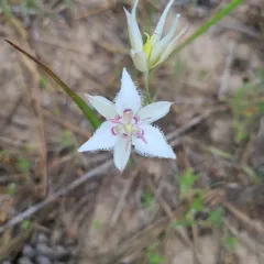 Lyall's Mariposa Lily thumbnail 4