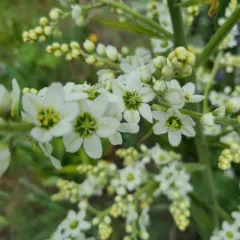 Corn Lily thumbnail 2