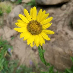 Rocky Mountain Dwarf Sunflower thumbnail 3