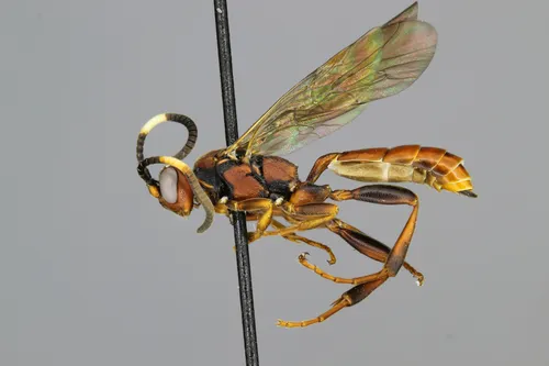 Cratichneumon pteridis