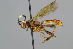 Cratichneumon pteridis thumbnail 1