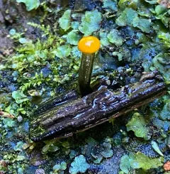 water club mushroom thumbnail 2