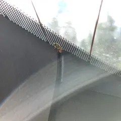 Forked Globetail thumbnail 4