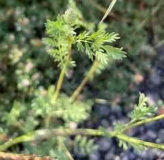 western burnet thumbnail 3