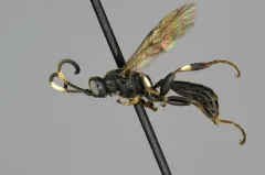Cratichneumon viator thumbnail 2