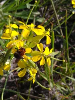 Lupine Miner Bee thumbnail 2