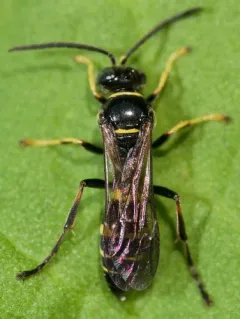 Gorytes atricornis thumbnail 3