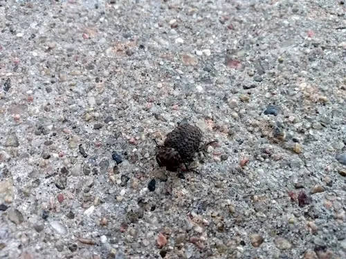 Omorgus scabrosus