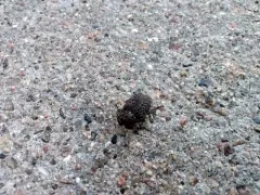 Omorgus scabrosus thumbnail 1