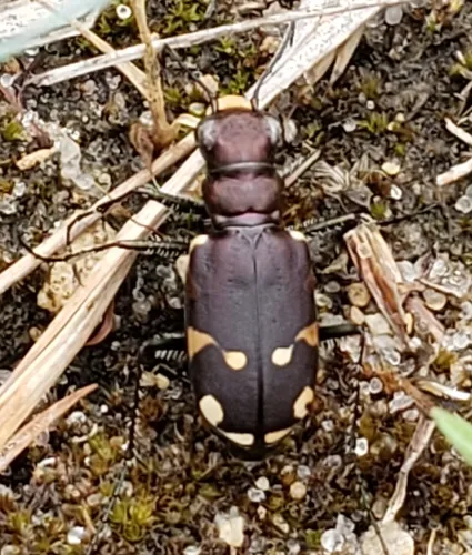 Northern Barrens Tiger Beetle