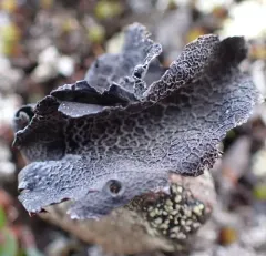 Lesser Salted Rocktripe Lichen thumbnail 3