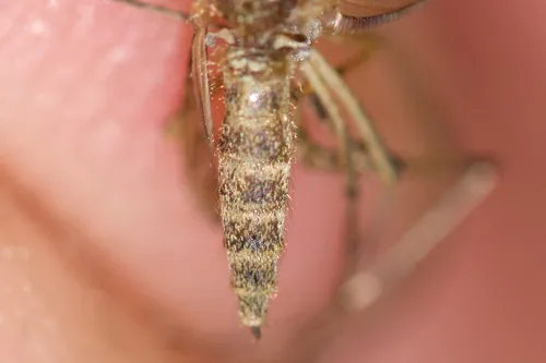 Riparian Mosquito