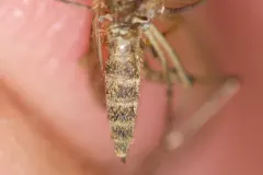 Riparian Mosquito thumbnail 1