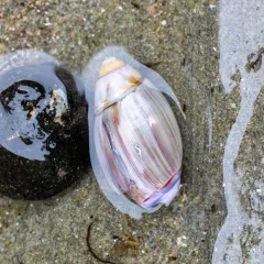 Purple Olive Snail thumbnail 3