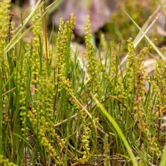 Three-ribbed Arrowgrass thumbnail 3
