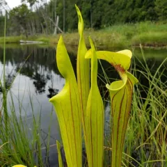 yellow pitcher plant thumbnail 2