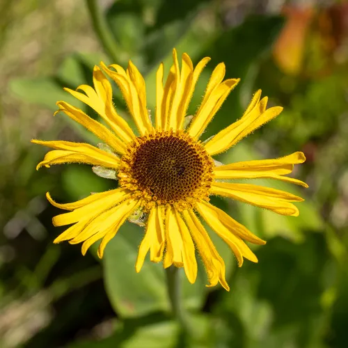 Coastal Sneezeweed