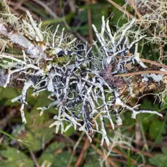 Seaside Bone Lichen thumbnail 2
