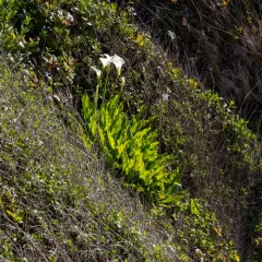calla lily thumbnail 2