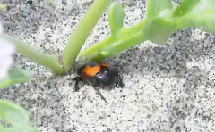 Spilodiscus sellatus thumbnail 3