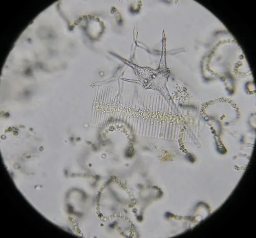 Ceratium hirundinella