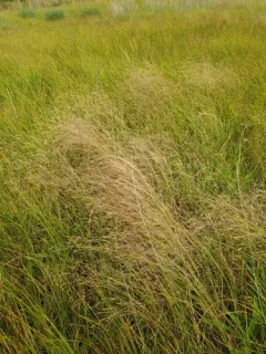Winter Bentgrass thumbnail 3