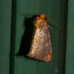 Elder Shoot Borer Moth thumbnail 2
