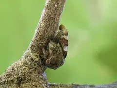 Cyrtolobus gramatanus thumbnail 2