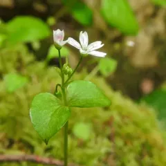 Washington Springbeauty thumbnail 4