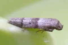 Blastobasis pulchella thumbnail 3