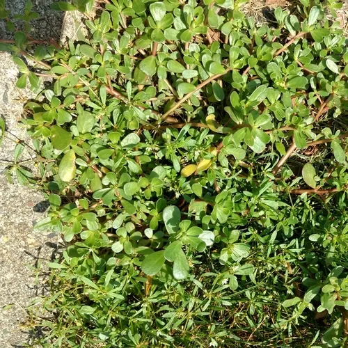 Common Purslane