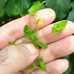 Dwarf St. John's Wort thumbnail 1