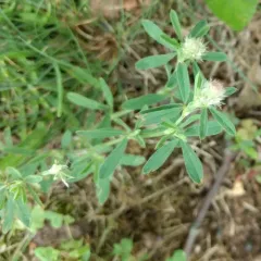 rabbitfoot clover thumbnail 1