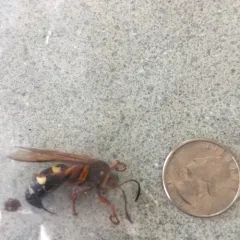 Eastern Cicada-killer Wasp thumbnail 2