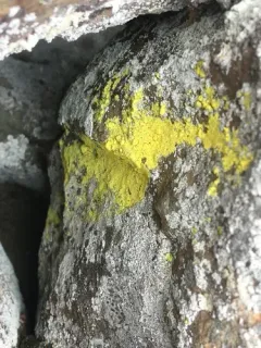 Sulphur Dust Lichen thumbnail 2