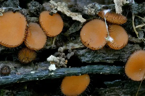 Scutellinia olivascens