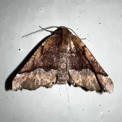 Morrison's Pero Moth thumbnail 2