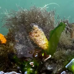 Stalked Sea Squirt thumbnail 3