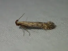 Metzneria paucipunctella thumbnail 2