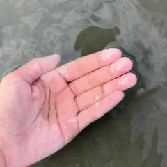 Sand Shrimp thumbnail 3