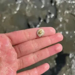 Tortoiseshell Limpet thumbnail 3
