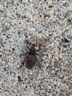Trichalophus didymus thumbnail 1