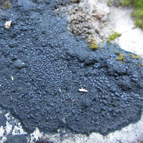 Blackthread Lichen