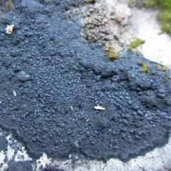 Blackthread Lichen thumbnail 1