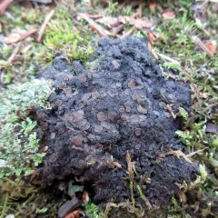 Brown-gray Moss-shingle Lichen thumbnail 4